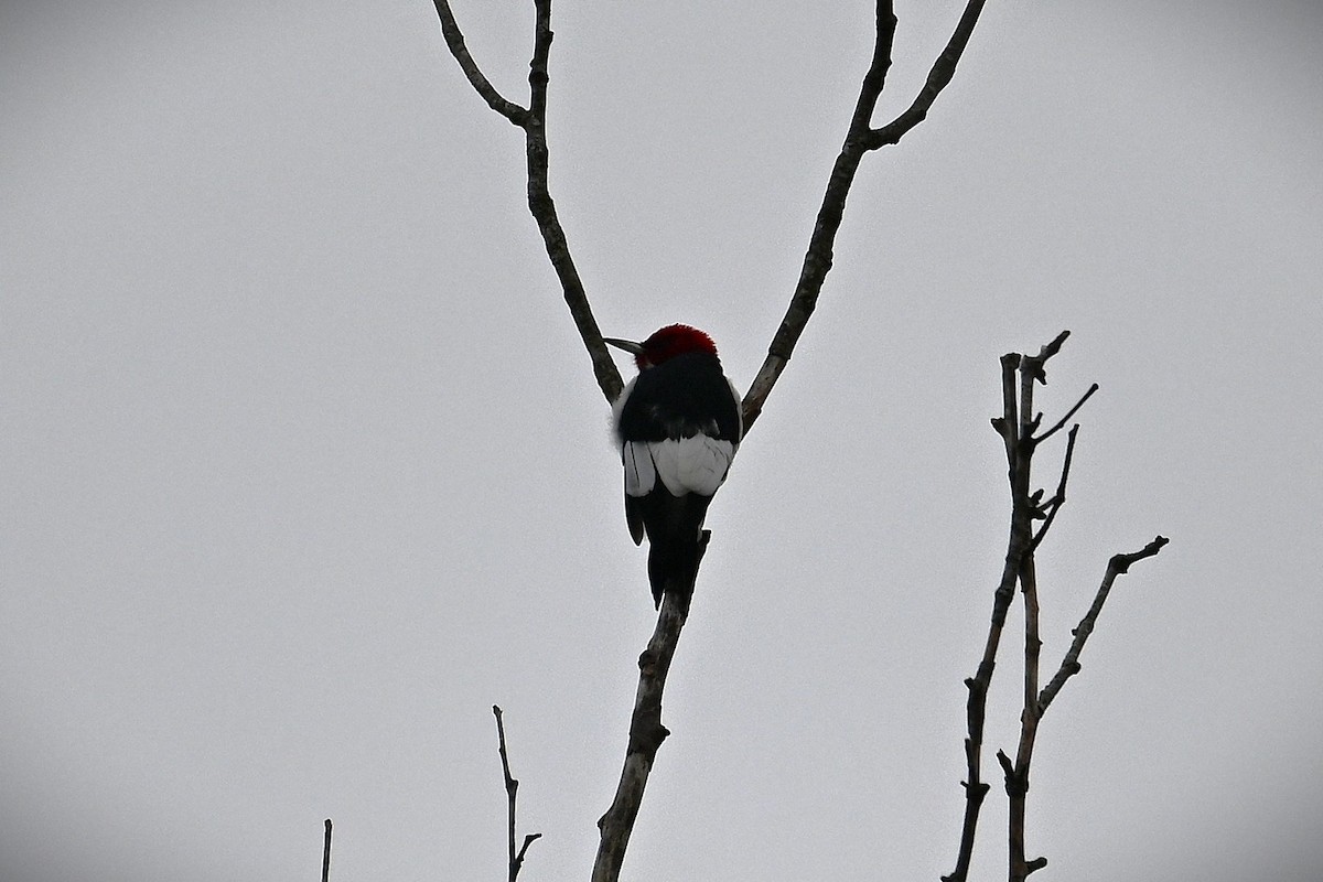 Red-headed Woodpecker - ML628391587