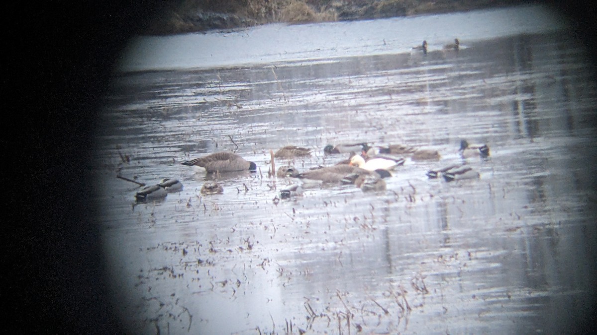 Mallard (Domestic type) - ML628391615