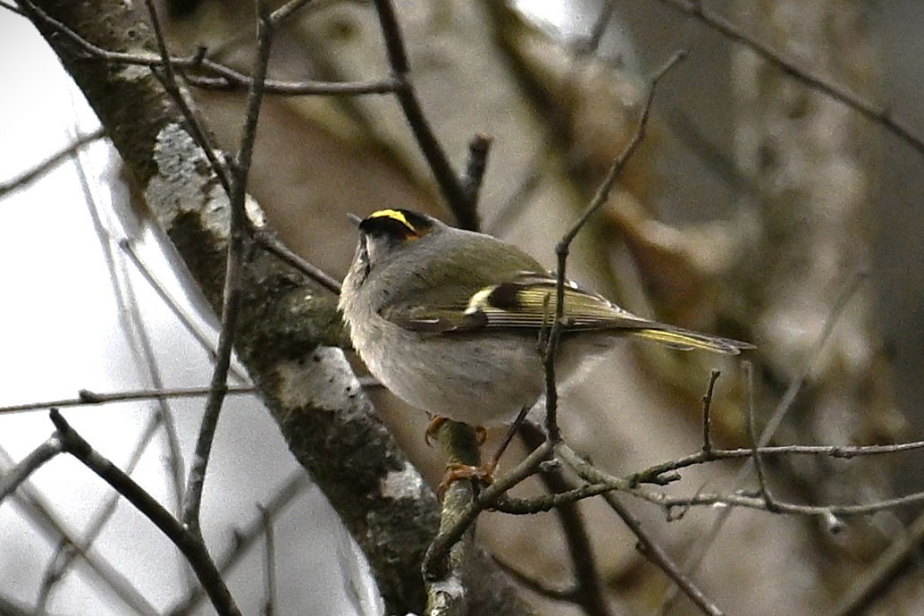 Golden-crowned Kinglet - ML628391627