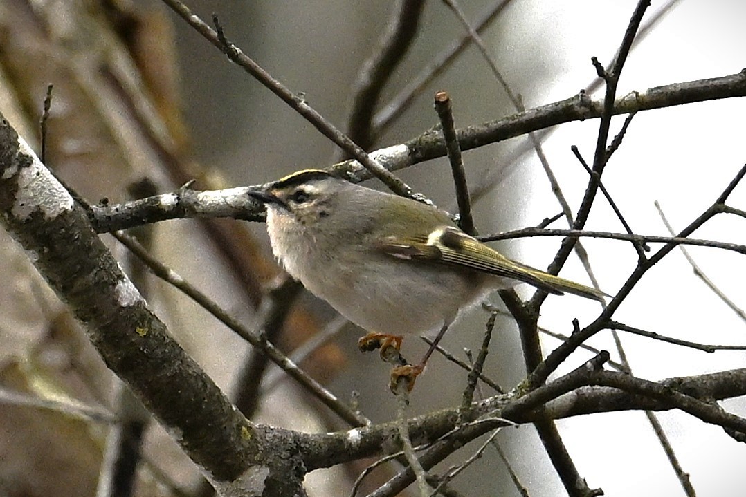 Golden-crowned Kinglet - ML628391628