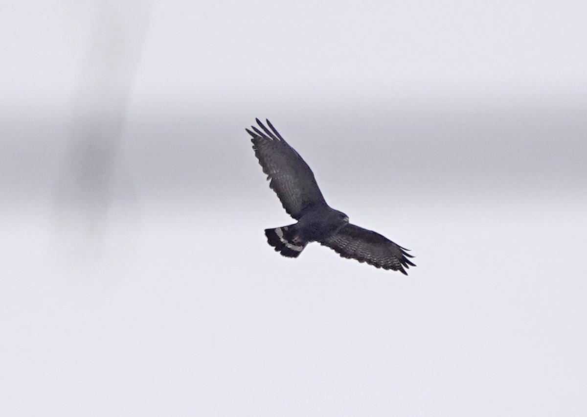 Zone-tailed Hawk - ML628391733
