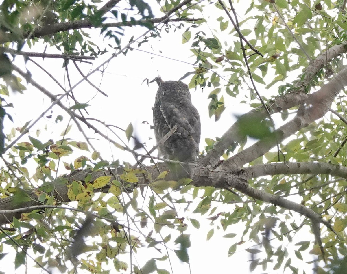 Great Horned Owl - ML628391748