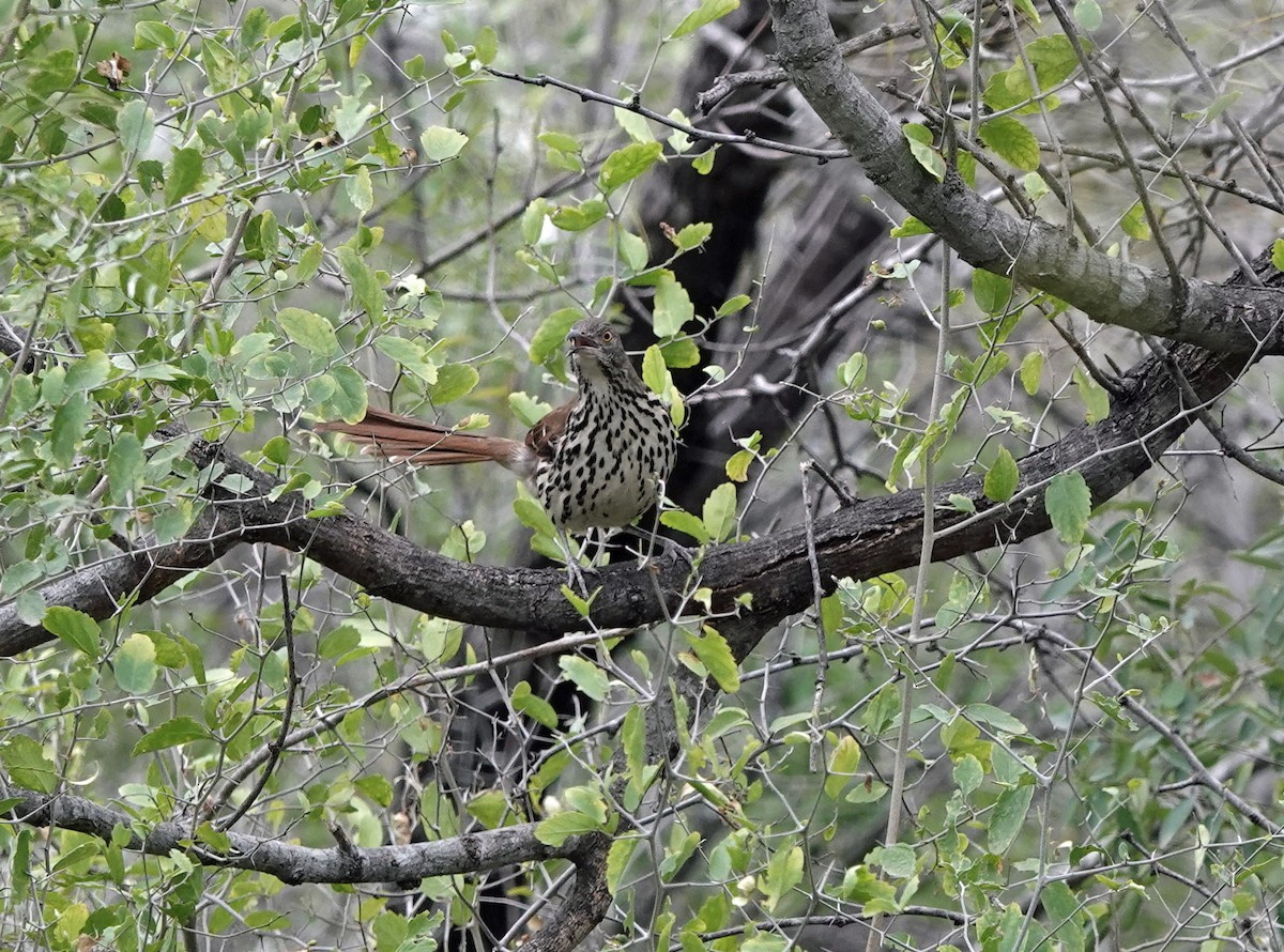 Long-billed Thrasher - ML628391753