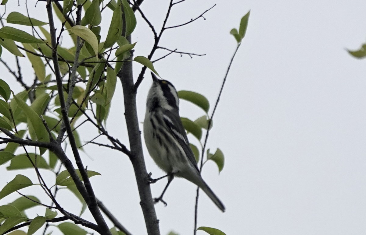 Black-throated Gray Warbler - ML628391761
