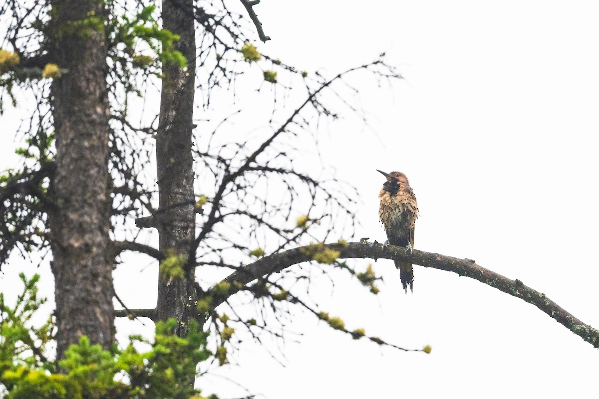 Northern Flicker - ML628391792