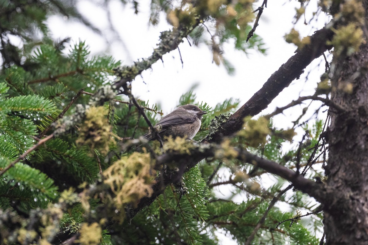 Boreal Chickadee - ML628391800