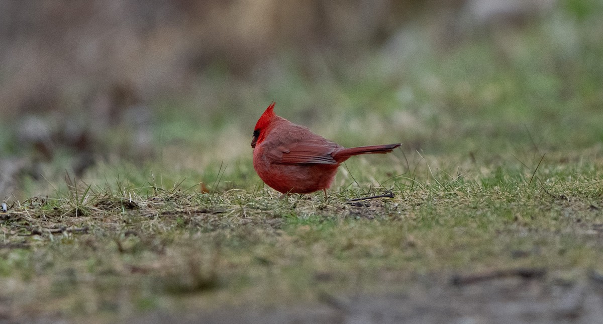 Northern Cardinal - ML628391878