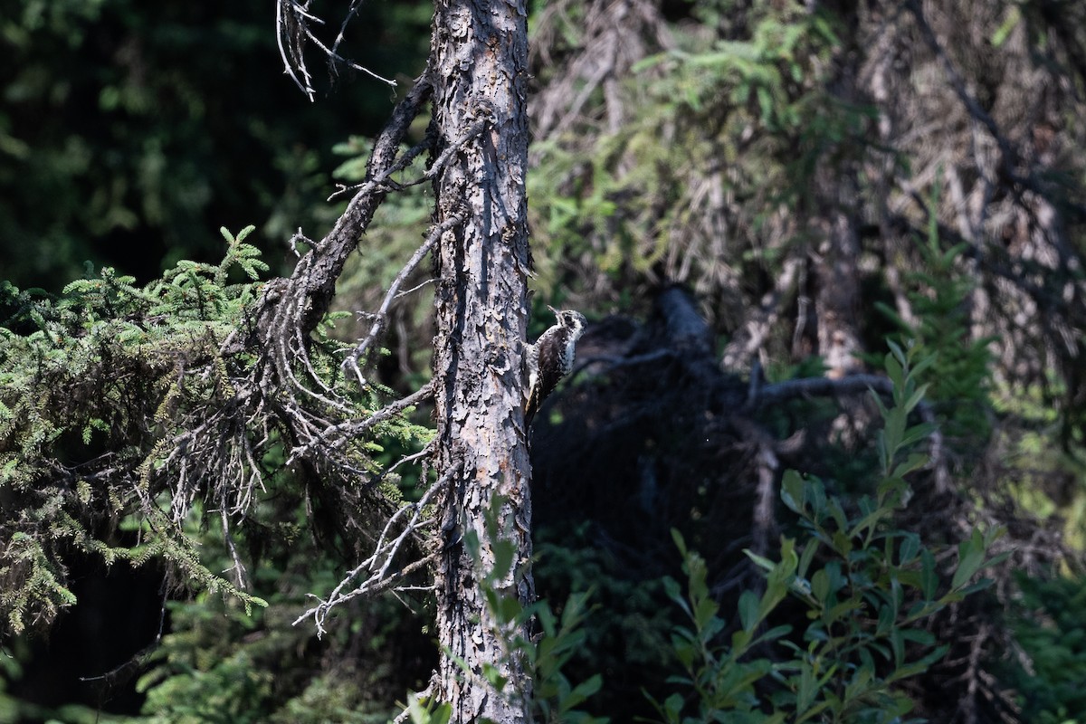 American Three-toed Woodpecker - ML628391891