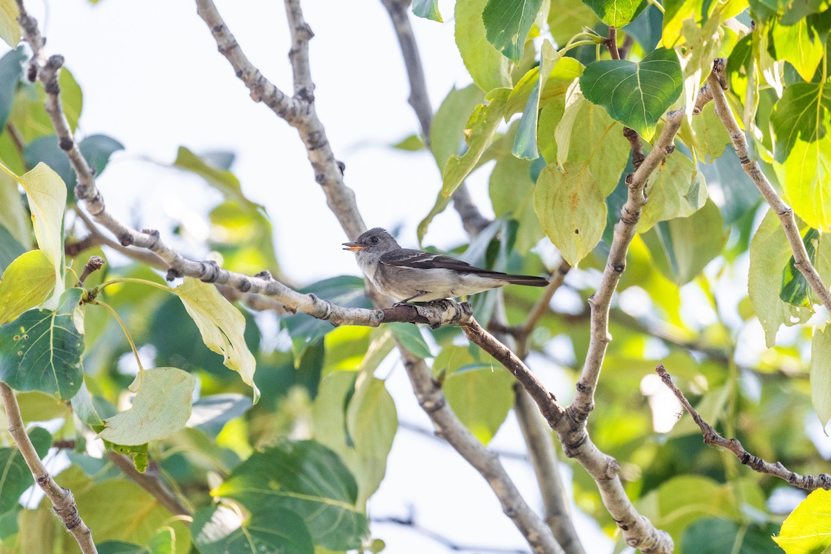 Western Wood-Pewee - ML628391913