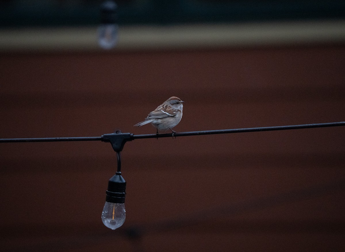 American Tree Sparrow - ML628391925
