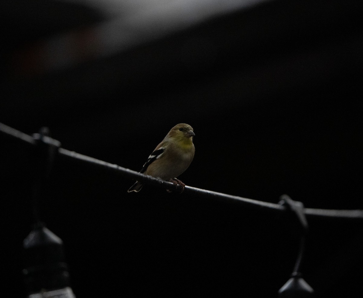 American Goldfinch - ML628391933