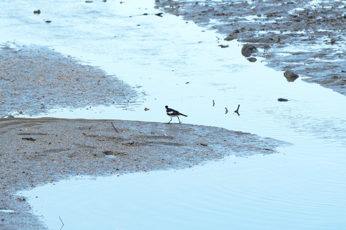 Magpie-lark - ML628392339