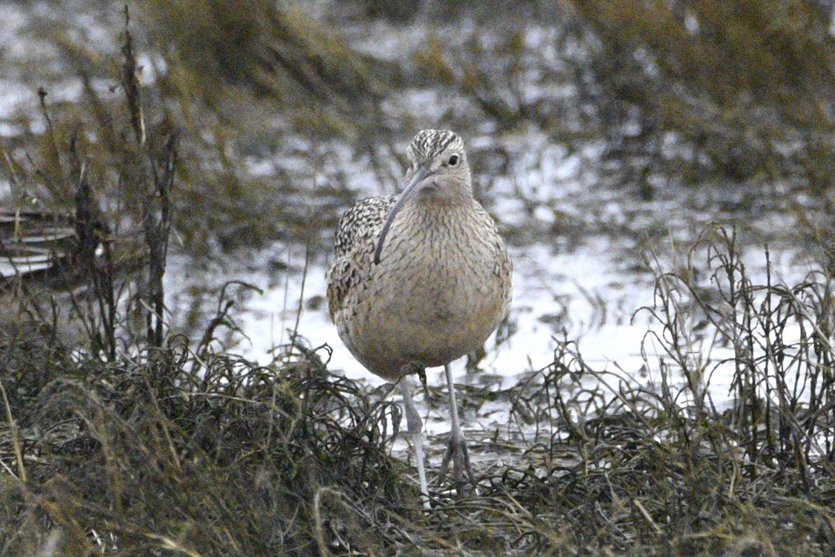Long-billed Curlew - ML628392353