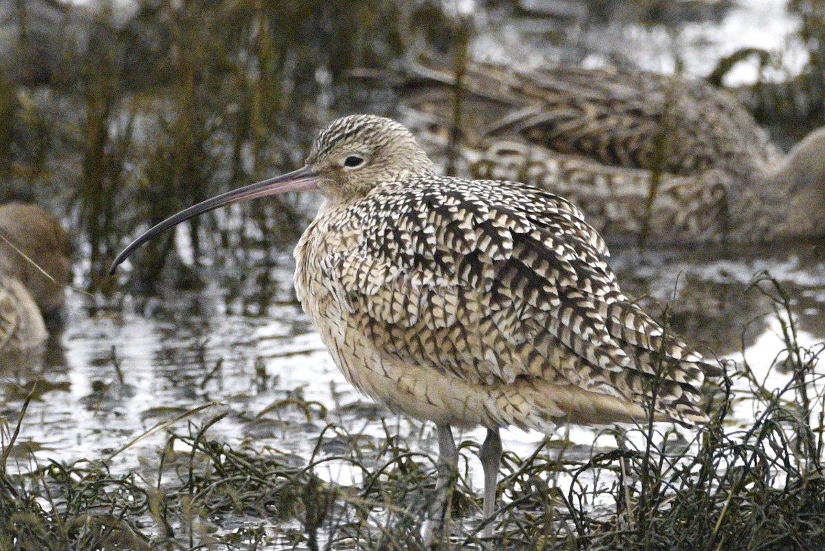 Long-billed Curlew - ML628392355