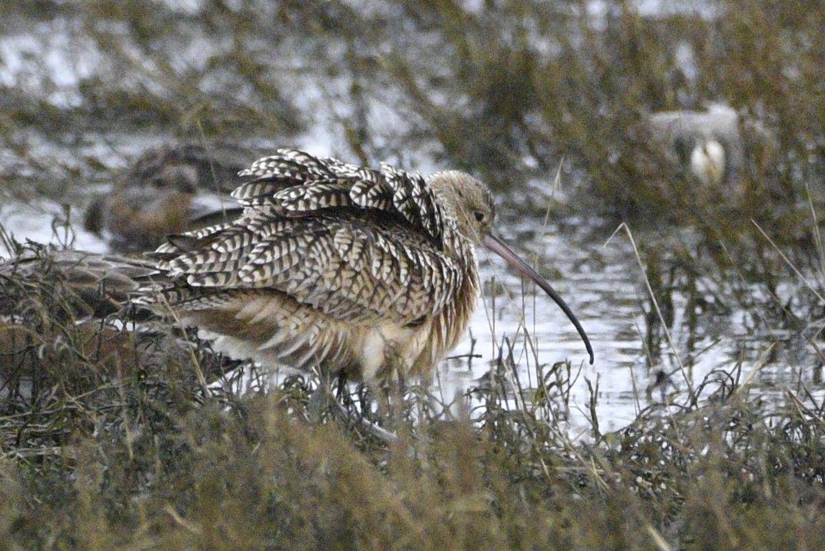 Long-billed Curlew - ML628392401