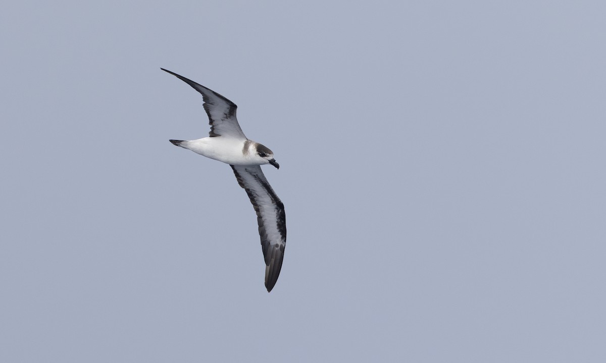 Black-capped Petrel - ML628392602