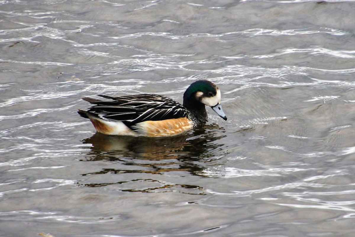 Chiloe Wigeon - ML628392807