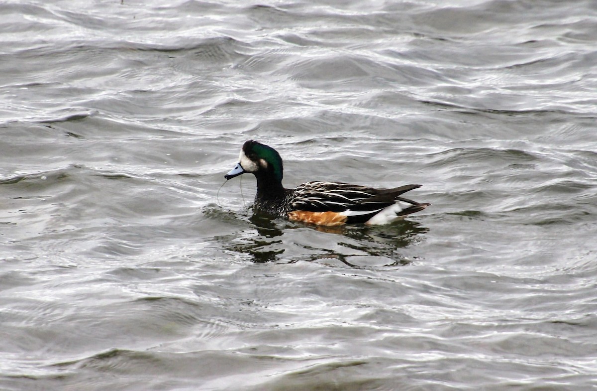Chiloe Wigeon - ML628392809