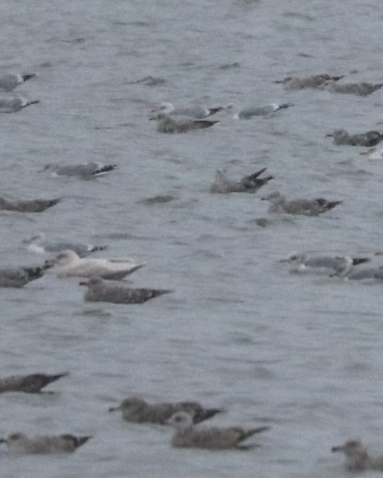Glaucous Gull - ML628393031