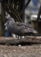 Pacific Black Duck - ML628393213