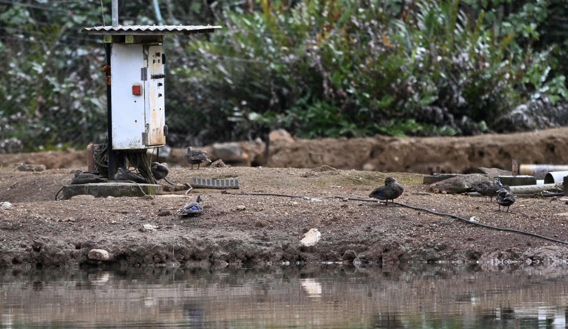 Pacific Black Duck - ML628393214