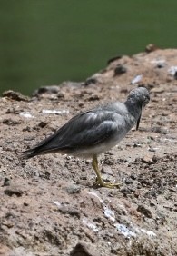 Wandering Tattler - ML628393268