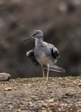 Wandering Tattler - ML628393269