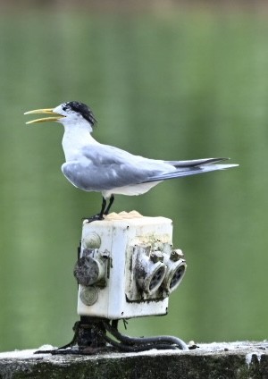 Great Crested Tern - ML628393311