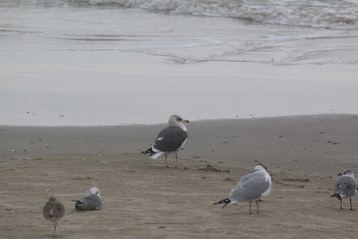 Lesser Black-backed Gull - ML628393422
