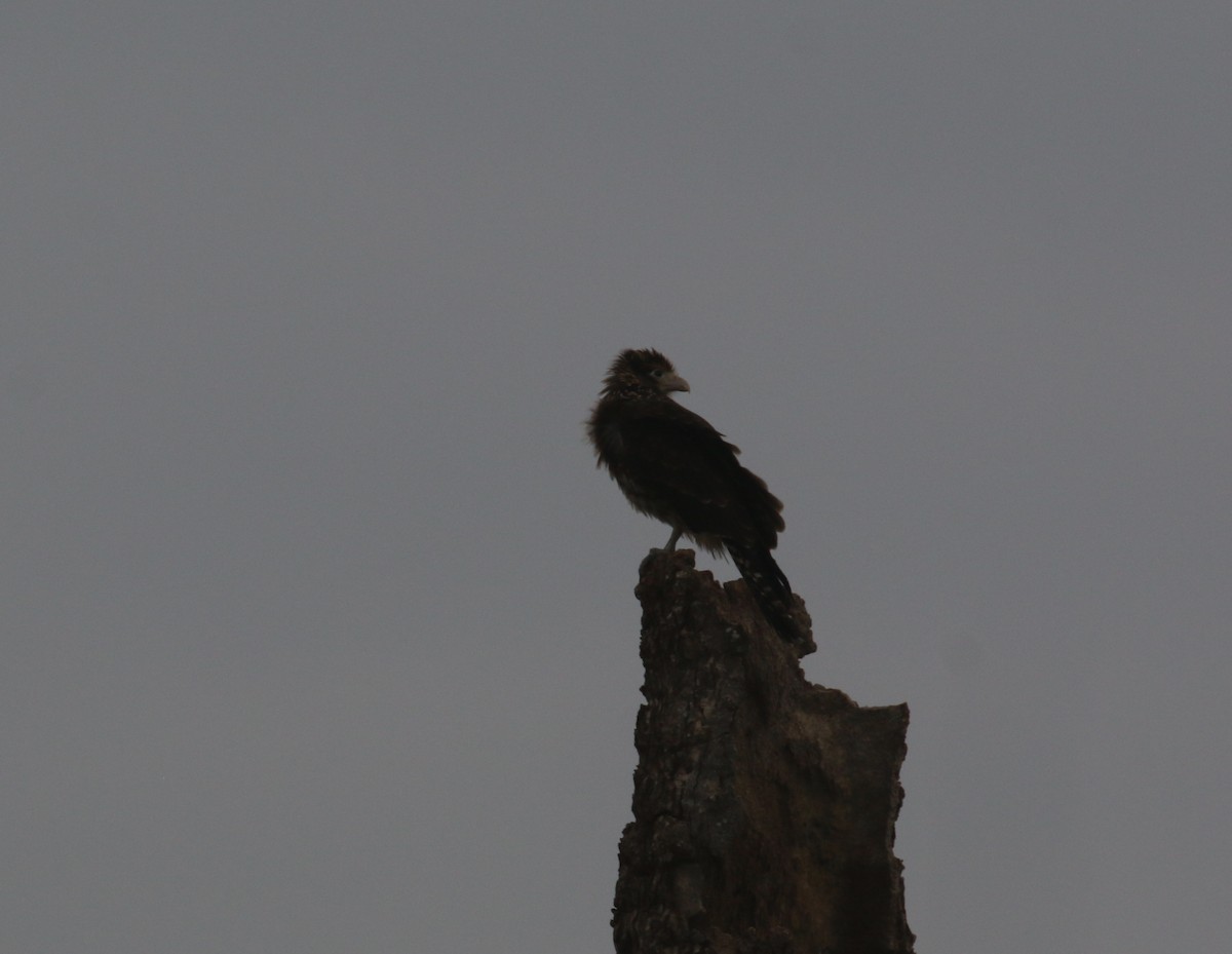 Yellow-headed Caracara - ML628393511