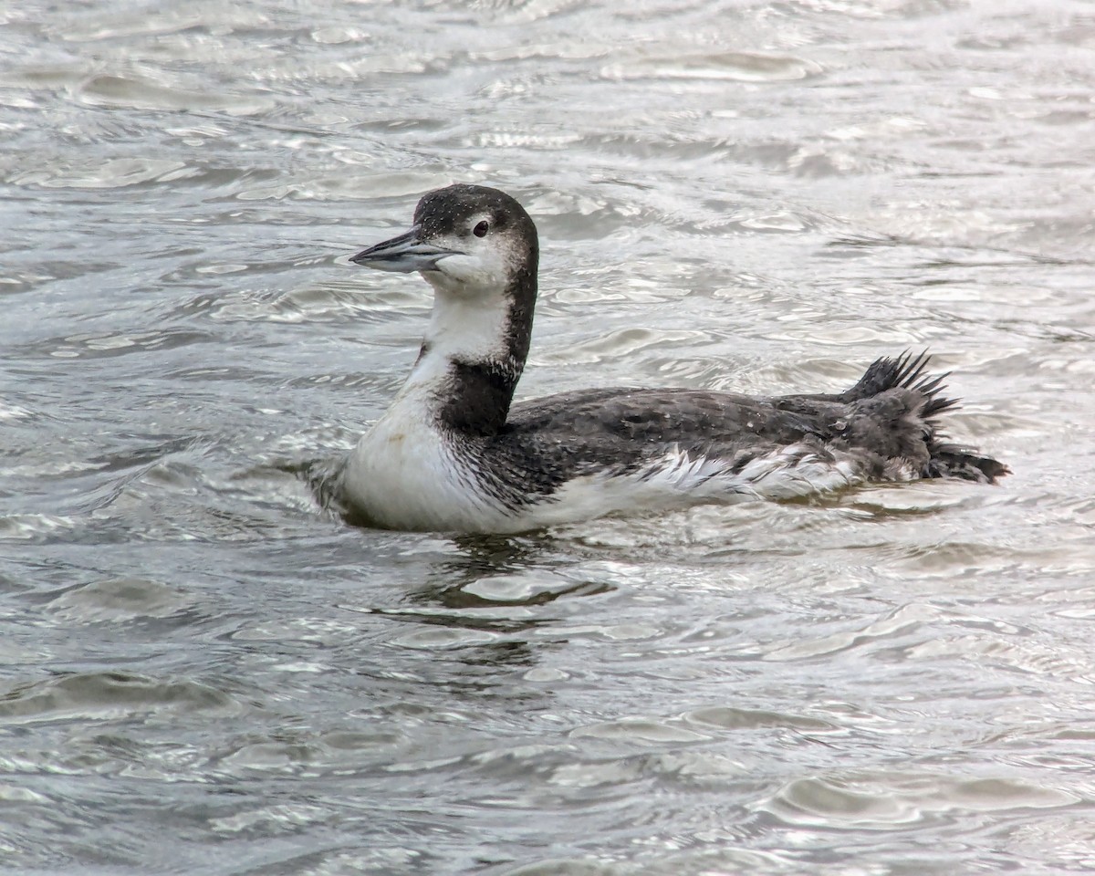 Common Loon - ML628393515