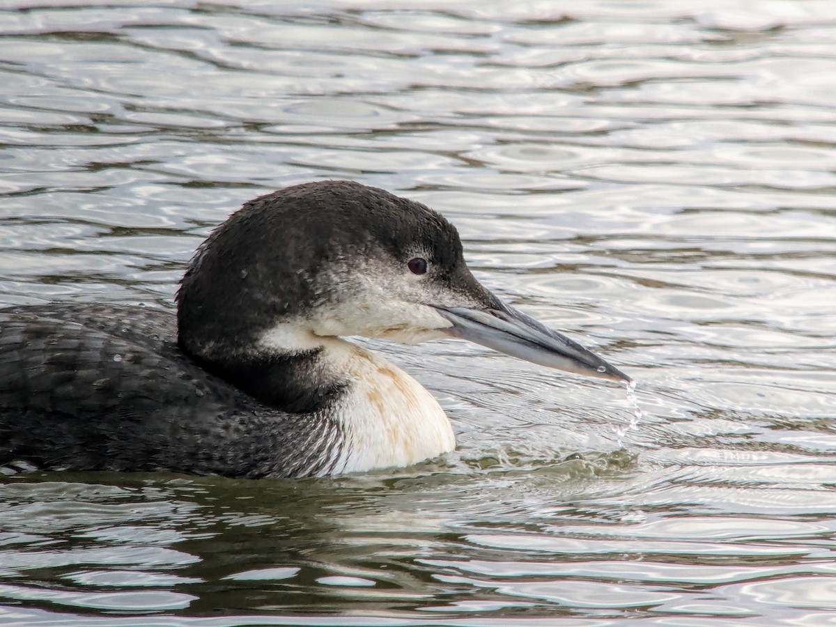 Common Loon - ML628393517