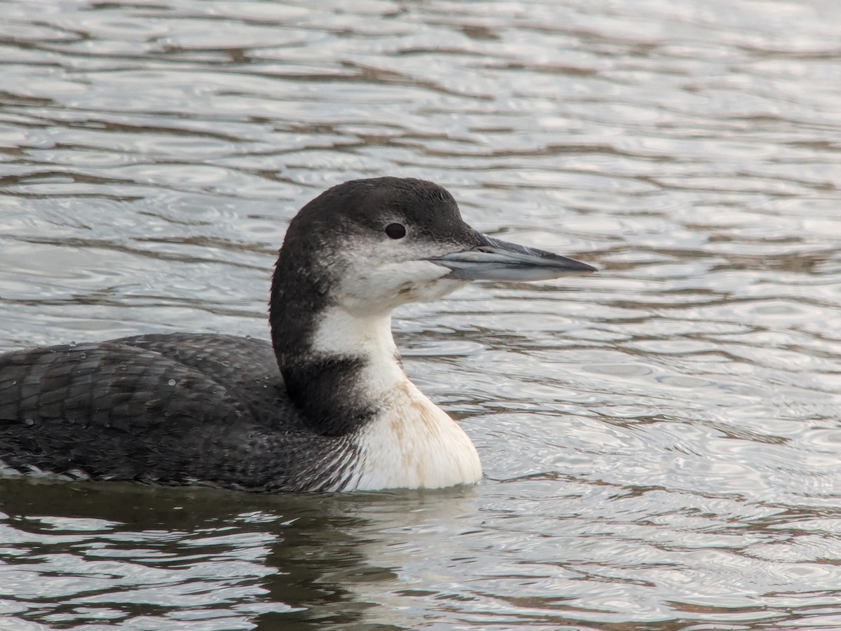 Common Loon - ML628393518