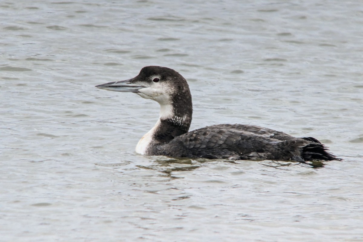 Common Loon - ML628393519