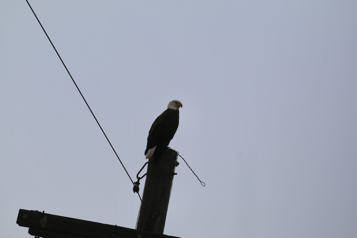 Bald Eagle - ML628393573