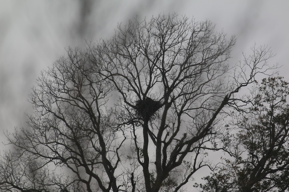 Bald Eagle - ML628393574