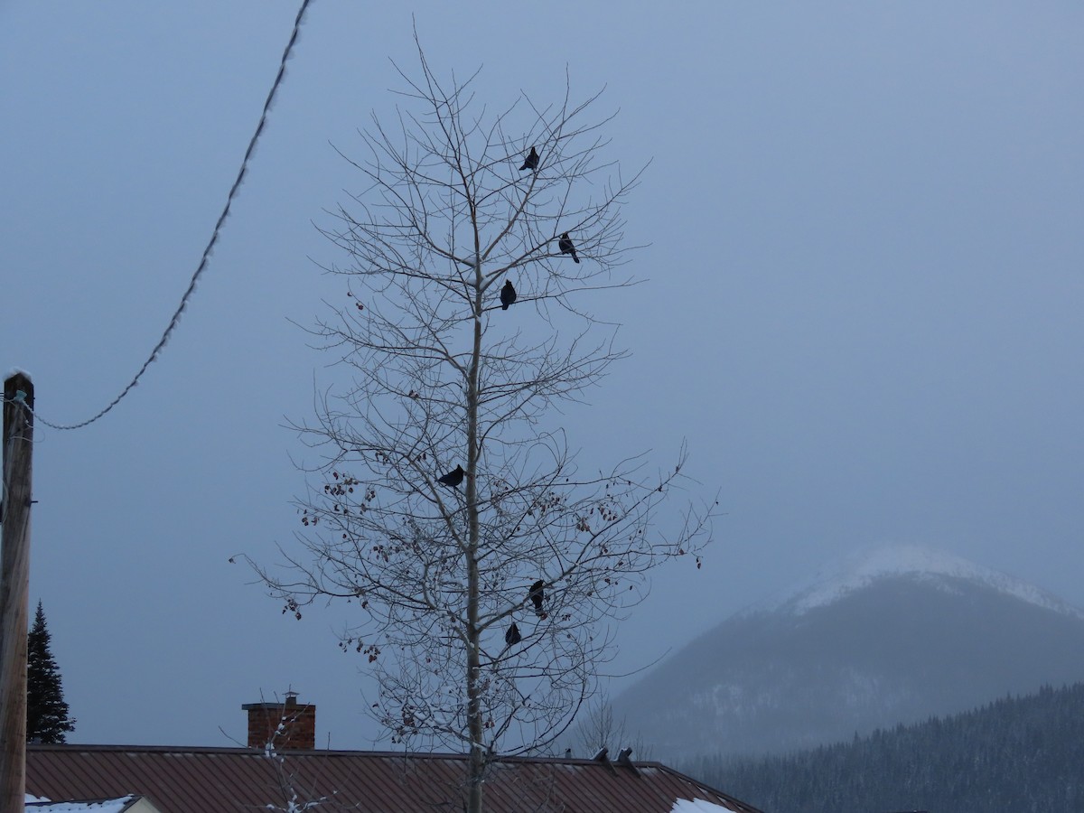 Steller's Jay - ML628393636