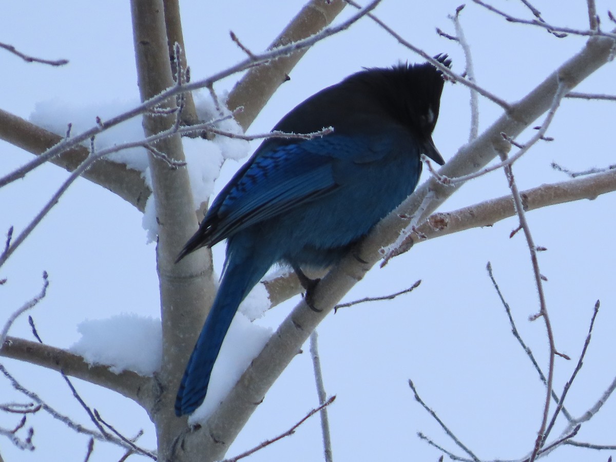 Steller's Jay - ML628393647