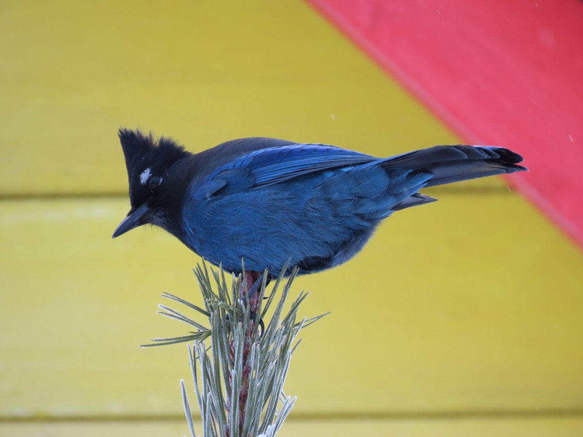 Steller's Jay - ML628393648