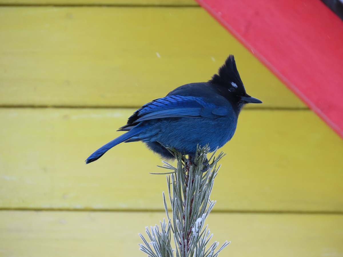 Steller's Jay - ML628393649