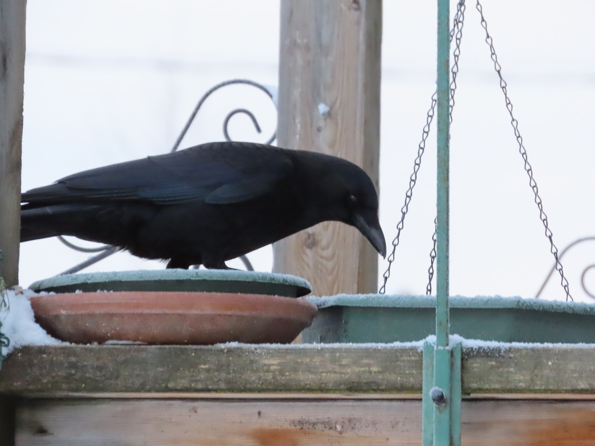 American Crow - ML628393672