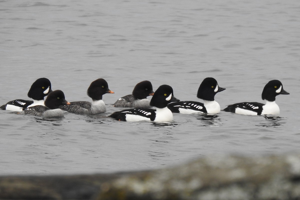 Barrow's Goldeneye - ML628393676