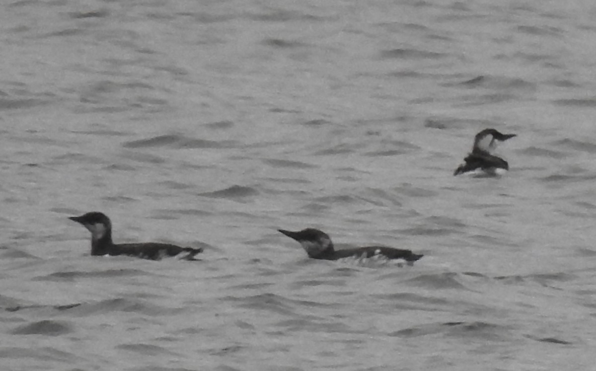 Common Murre - ML628393683