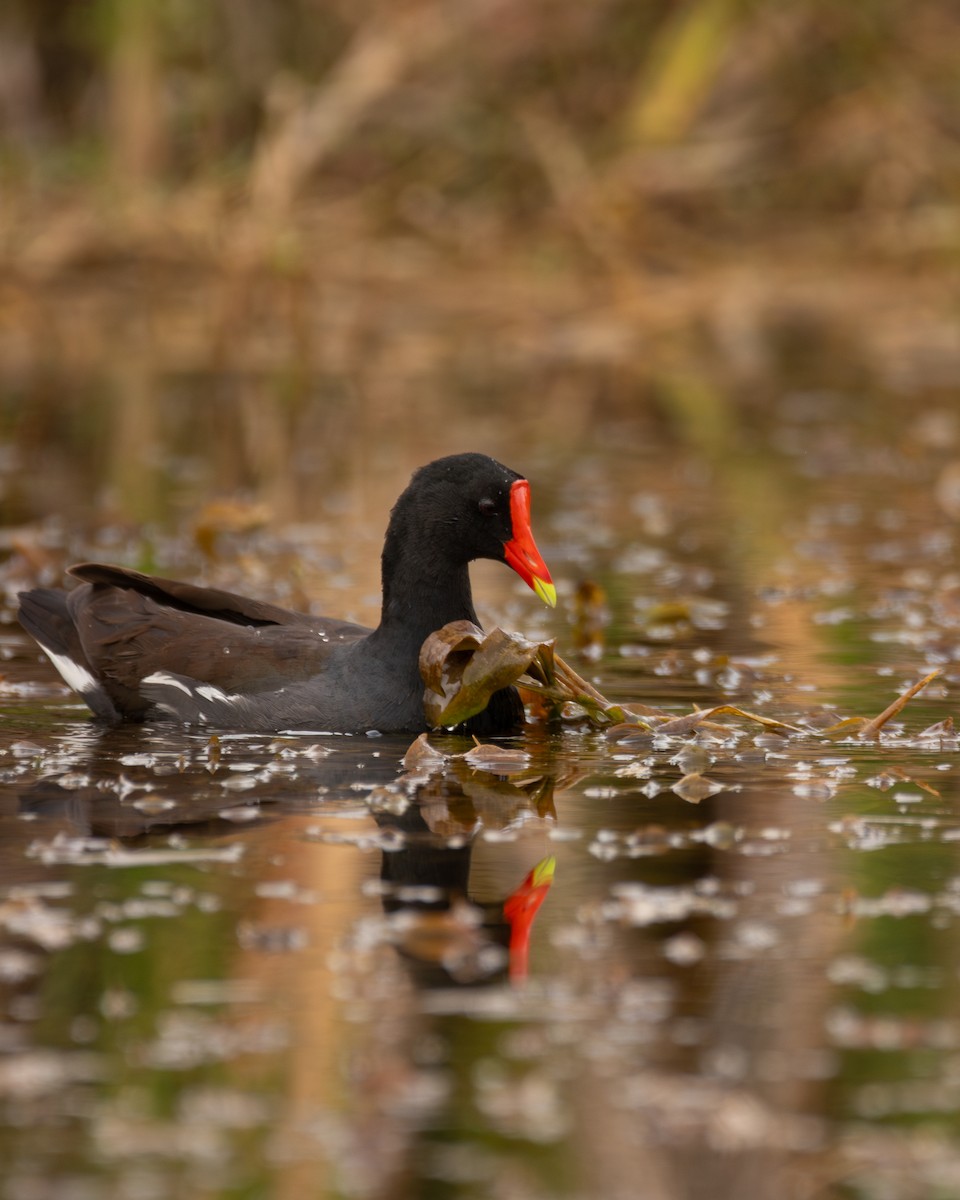 Common Gallinule - ML628393710