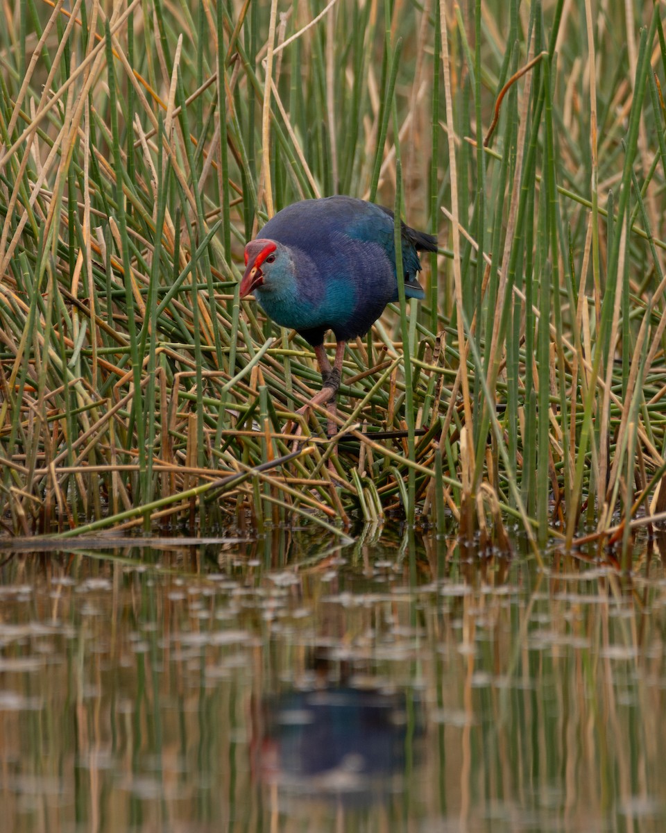 Gray-headed Swamphen - ML628393717