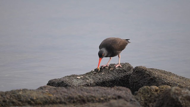 Black Oystercatcher - ML628393718