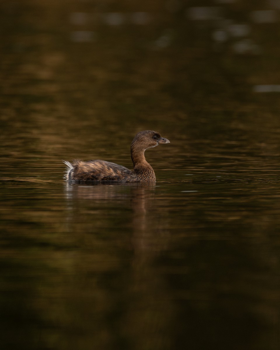 Pied-billed Grebe - ML628393720