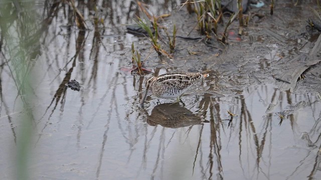 Wilson's Snipe - ML628393732