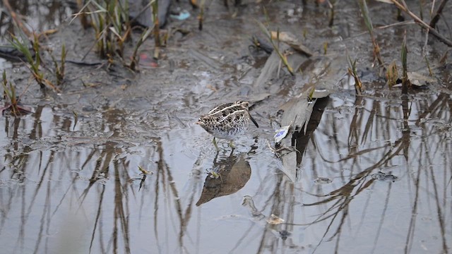 Wilson's Snipe - ML628393733