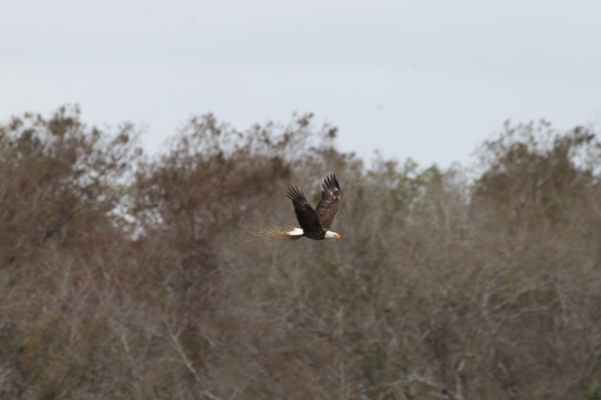Bald Eagle - ML628393760